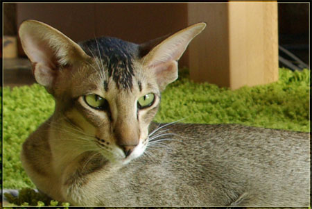 RidoLang2
